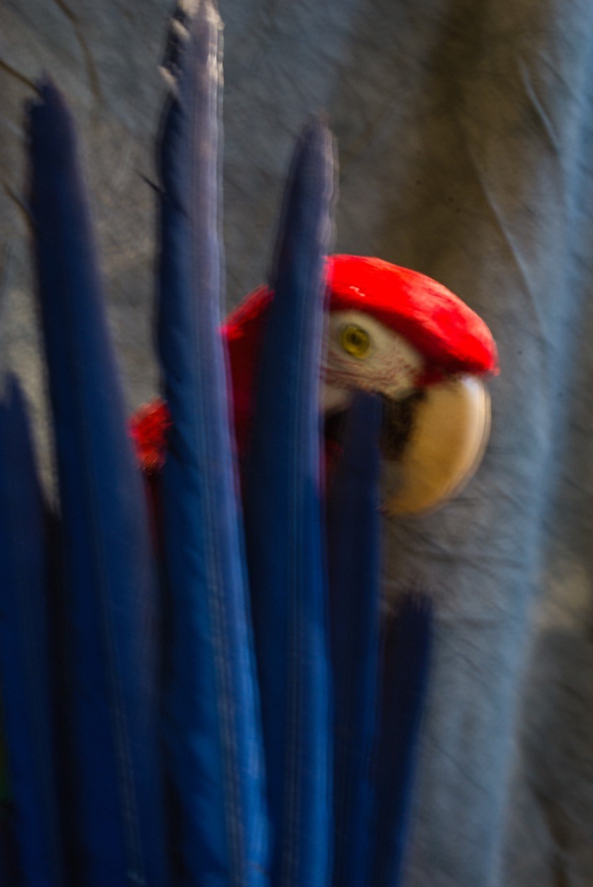 Animaux: Une étape chez Deyrolle