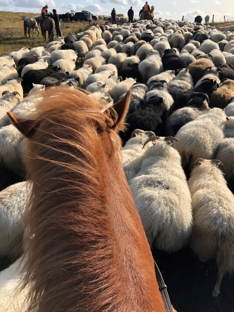 L&rsquo;Islande chez Sjöfn